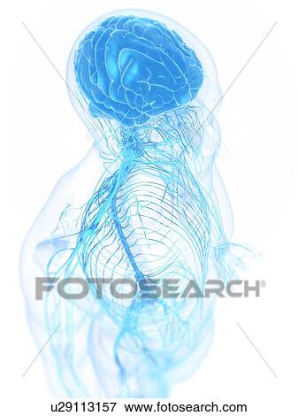 Stock Illustration - Male nervous system, artwork. Fotosearch