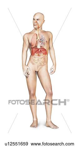 Male respiratory system, artwork View Large Illustration Stock Illustration - Male respiratory system, artwork. Fotosearch
