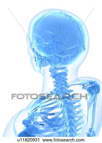 Clip Art - Male skeleton, artwork. Fotosearch