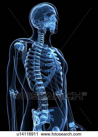 Male skeleton, artwork View Large Illustration Clip Art - Male skeleton, artwork. Fotosearch