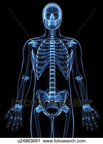 Clip Art - Male skeleton, artwork. Fotosearch