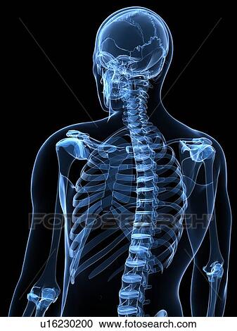 Clipart - Male skeleton, artwork. Fotosearch