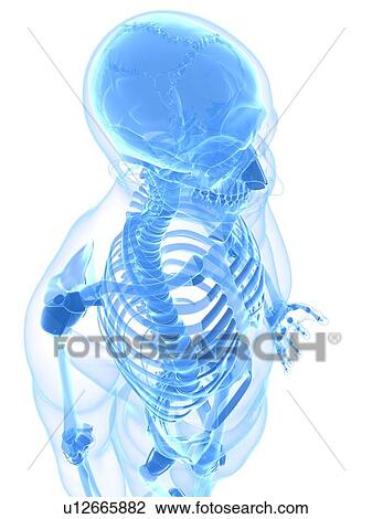 Male skeleton, artwork View Large Illustration Drawing - Male skeleton, artwork. Fotosearch