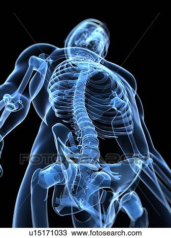 Male skeleton, artwork View Large Illustration Drawing - Male skeleton, artwork. Fotosearch