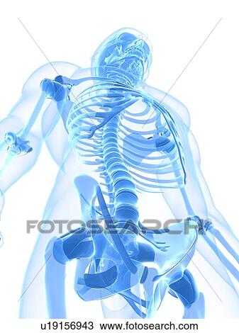 Male skeleton, artwork View Large Illustration Drawing - Male skeleton, artwork. Fotosearch