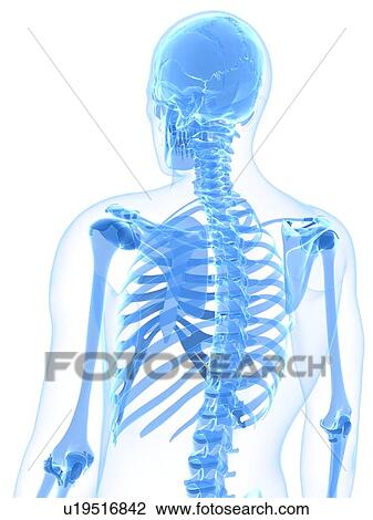 Male skeleton, artwork View Large Illustration Drawing - Male skeleton, artwork. Fotosearch