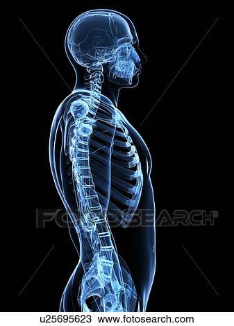 Male skeleton, artwork View Large Illustration Drawing - Male skeleton, artwork. Fotosearch