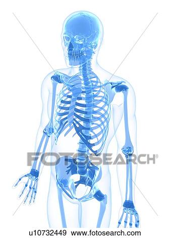 Stock Illustration - Male skeleton, artwork. Fotosearch