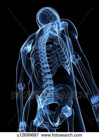Stock Illustration - Male skeleton, artwork. Fotosearch