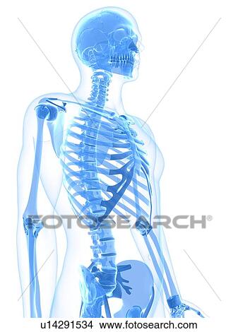 Stock Illustration - Male skeleton, artwork. Fotosearch