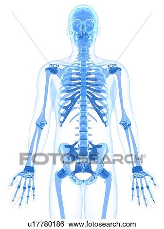 Stock Illustration - Male skeleton, artwork. Fotosearch