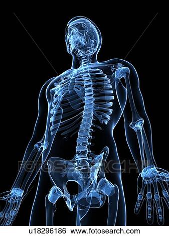 Male skeleton, artwork View Large Illustration Stock Illustration - Male skeleton, artwork. Fotosearch