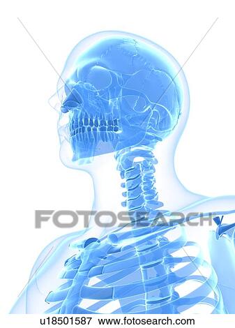 Stock Illustration - Male skeleton, artwork. Fotosearch