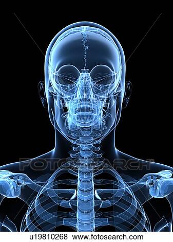 Stock Illustration - Male skeleton, artwork. Fotosearch