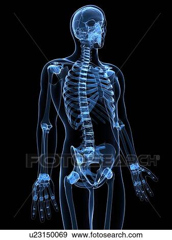 Male skeleton, artwork View Large Illustration Stock Illustration - Male skeleton, artwork. Fotosearch