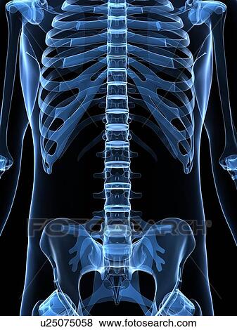 Male skeleton, artwork View Large Illustration Stock Illustration - Male skeleton, artwork. Fotosearch