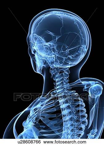 Male skeleton, artwork View Large Illustration Stock Illustration - Male skeleton, artwork. Fotosearch