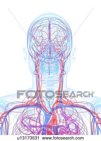Male vascular system, artwork View Large Illustration Clip Art - Male vascular system, artwork. Fotosearch