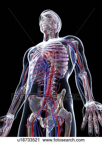 Male vascular system, artwork View Large Illustration Clip Art - Male vascular system, artwork. Fotosearch