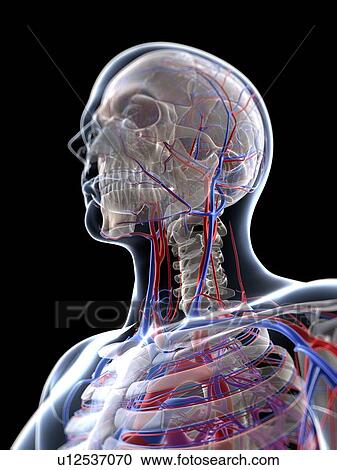 Male vascular system, artwork View Large Illustration Clipart - Male vascular system, artwork. Fotosearch
