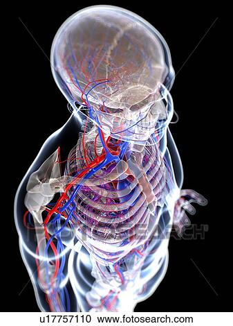 Clipart - Male vascular system, artwork. Fotosearch