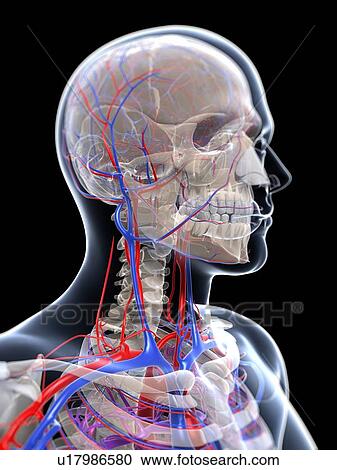 Male vascular system, artwork View Large Illustration Clipart - Male vascular system, artwork. Fotosearch
