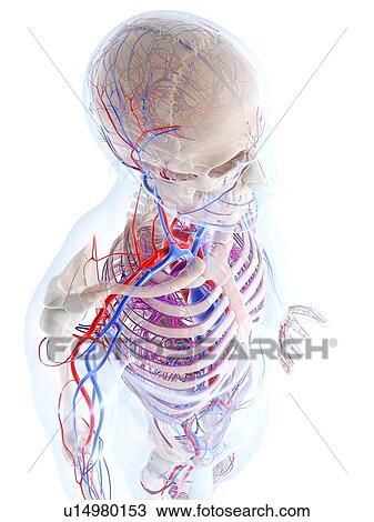 Drawing - Male vascular system, artwork. Fotosearch