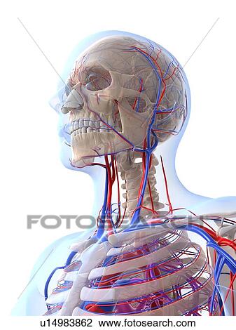 Drawing - Male vascular system, artwork. Fotosearch