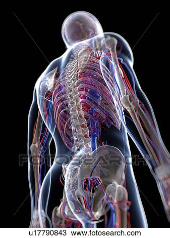 Male vascular system, artwork View Large Illustration Drawing - Male vascular system, artwork. Fotosearch