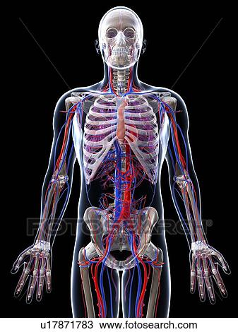 Drawing - Male vascular system, artwork. Fotosearch