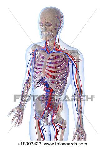 Male vascular system, artwork View Large Illustration Drawing - Male vascular system, artwork. Fotosearch