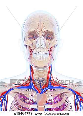 Male vascular system, artwork View Large Illustration Drawing - Male vascular system, artwork. Fotosearch