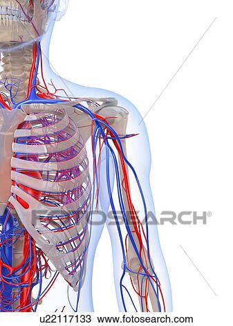 Drawing - Male vascular system, artwork. Fotosearch