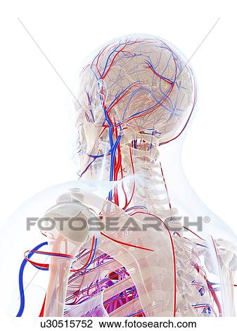 Drawing - Male vascular system, artwork. Fotosearch