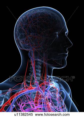Stock Illustration - Male vascular system, artwork. Fotosearch