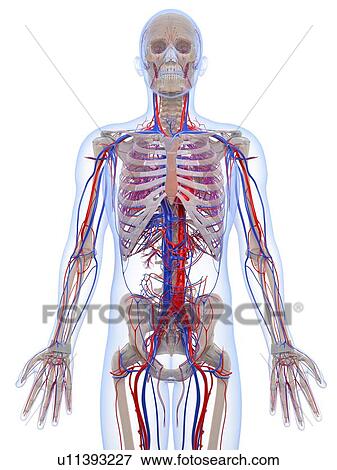 Male vascular system, artwork View Large Illustration Stock Illustration - Male vascular system, artwork. Fotosearch