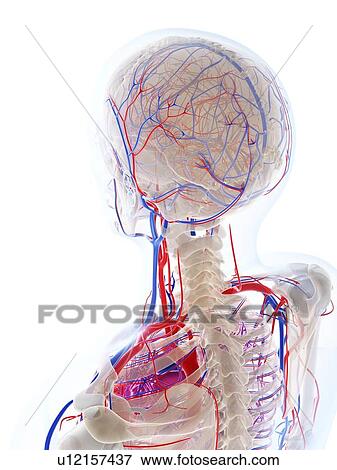 Stock Illustration - Male vascular system, artwork. Fotosearch