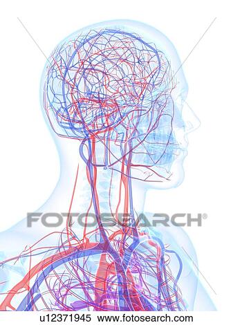 Male vascular system, artwork View Large Illustration Stock Illustration - Male vascular system, artwork. Fotosearch