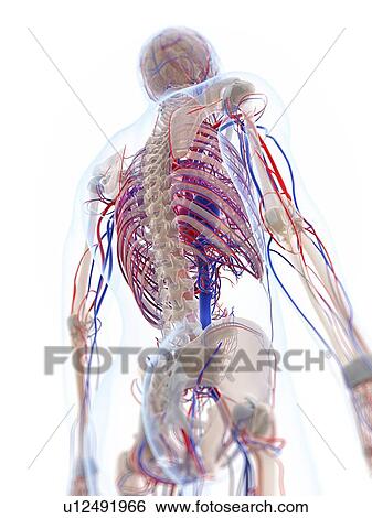 Stock Illustration - Male vascular system, artwork. Fotosearch