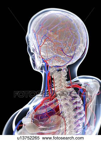 Male vascular system, artwork View Large Illustration Stock Illustration - Male vascular system, artwork. Fotosearch
