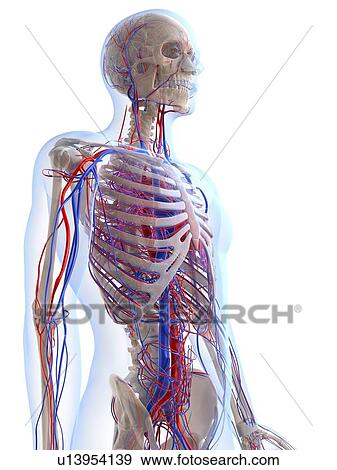 Male vascular system, artwork View Large Illustration Stock Illustration - Male vascular system, artwork. Fotosearch