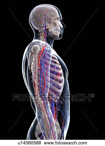 Stock Illustration - Male vascular system, artwork. Fotosearch