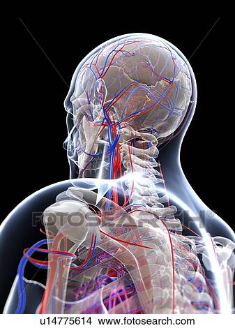 Stock Illustration - Male vascular system, artwork. Fotosearch