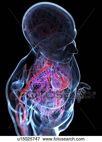 Stock Illustration - Male vascular system, artwork. Fotosearch