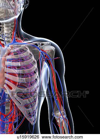 Male vascular system, artwork View Large Illustration Stock Illustration - Male vascular system, artwork. Fotosearch