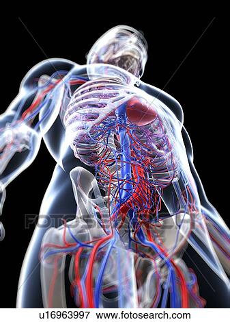 Male vascular system, artwork View Large Illustration Stock Illustration - Male vascular system, artwork. Fotosearch