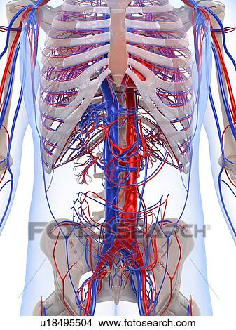 Stock Illustration - Male vascular system, artwork. Fotosearch