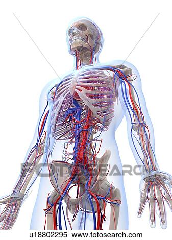 Stock Illustration - Male vascular system, artwork. Fotosearch