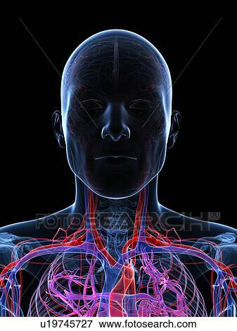 Stock Illustration - Male vascular system, artwork. Fotosearch