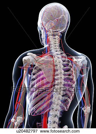 Male vascular system, artwork View Large Illustration Stock Illustration - Male vascular system, artwork. Fotosearch